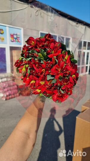 Альстромерия оптом