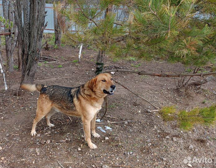 Найдена собака