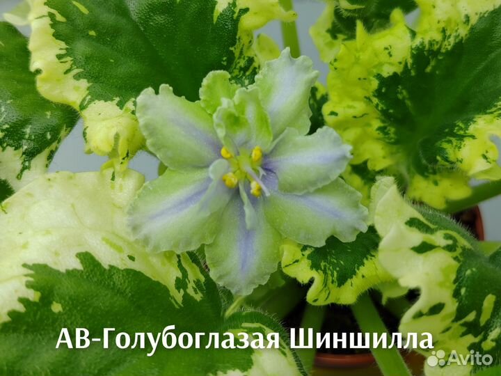 Фиалки листы (почтой)