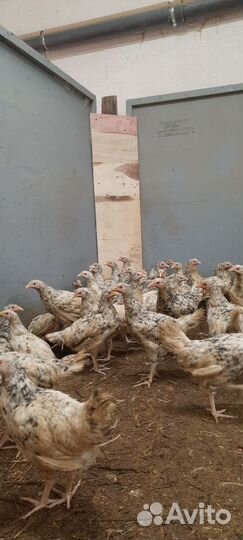 Куры молодки пушкинской породы