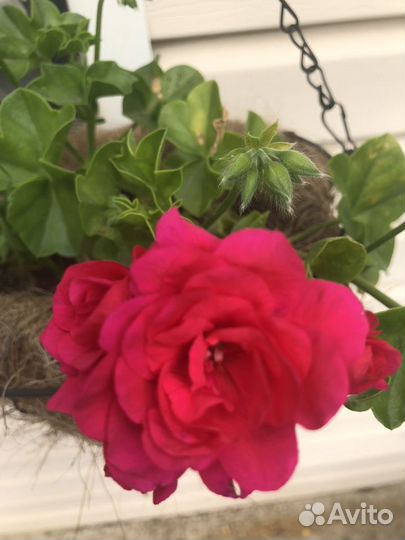 Пеларгония герань ампельная роза