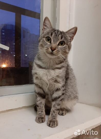 Красивая кошка Фифа