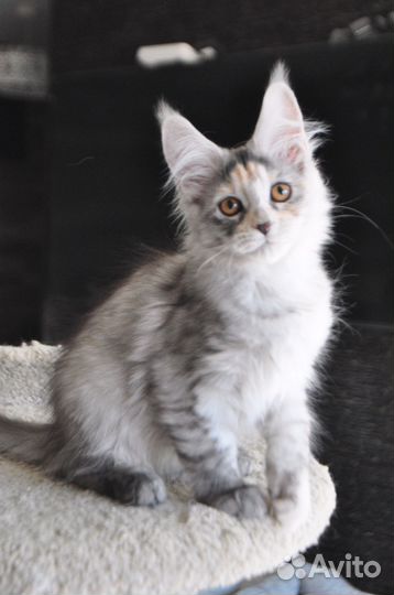 Мейн-кун девочка