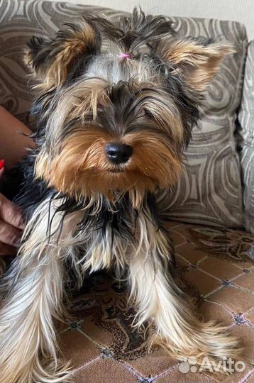 Йоркширский терьер