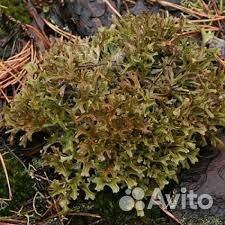 Исландский мох