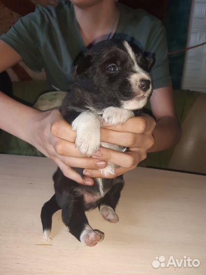 Отам в хорошие руки дворняжки