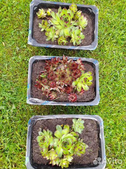 Суккуленты уличные