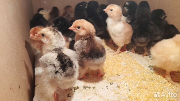 Цыплята брама и ункубацыоные яйца