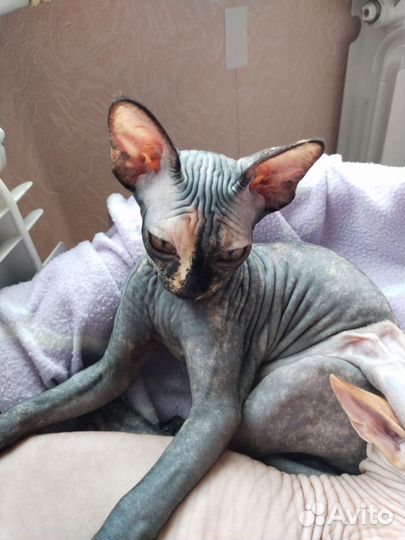 Канадский сфинкс котенок девочка