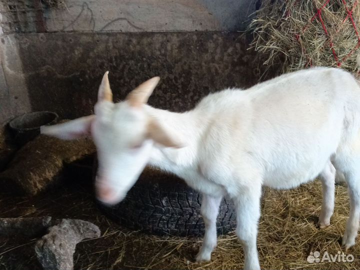 Козлята