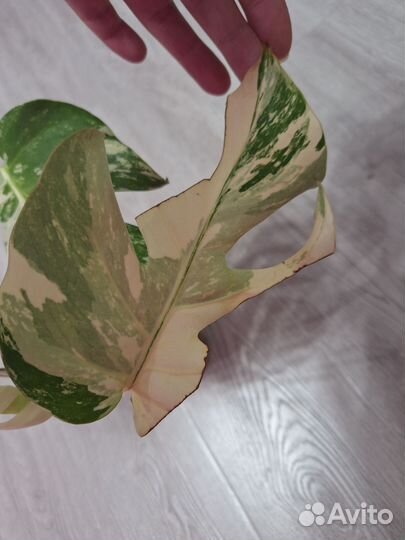 Монстера вариегатная альба