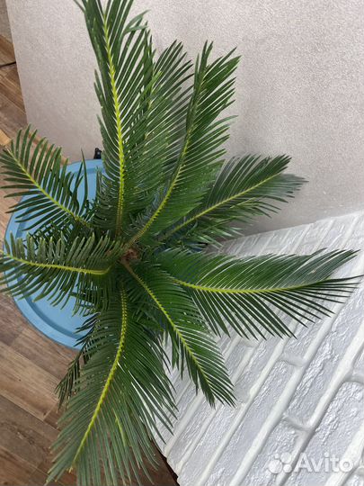 Цикас революта комнатные цветы