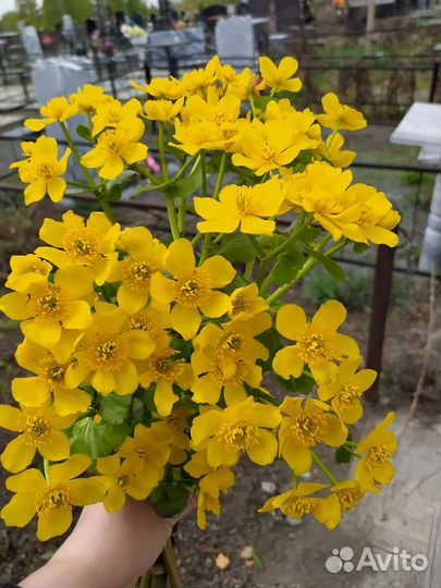 Семенной картофель