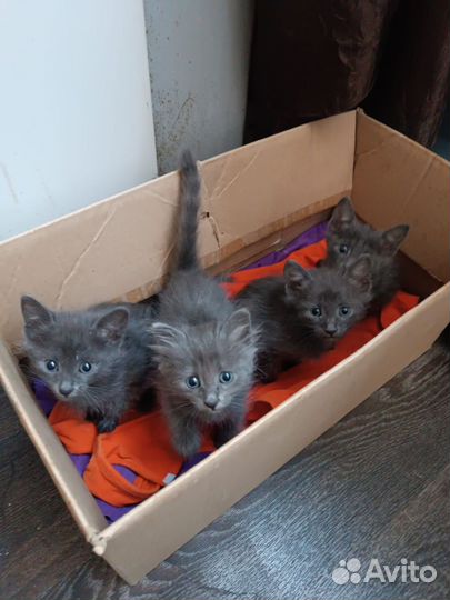 Отдам в добрые руки