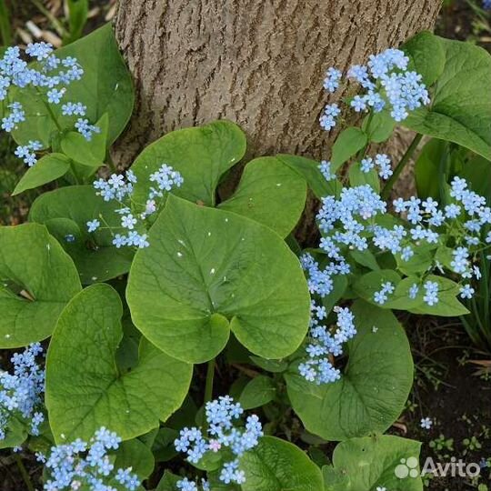 Садовые многолетники