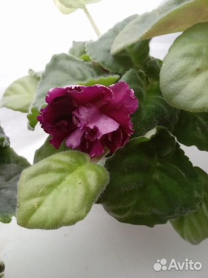 Сортовые фиалки наборы отправляю почтой