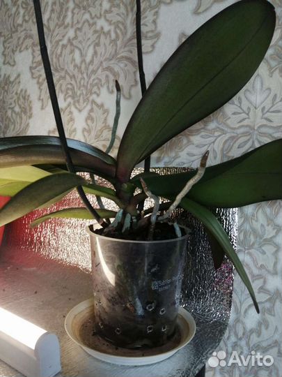 Орхидея фаленопсис