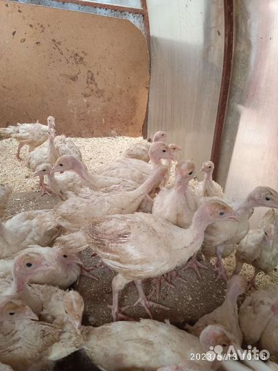 Индюшата бройлерные Виктория и Грейд Мейкер