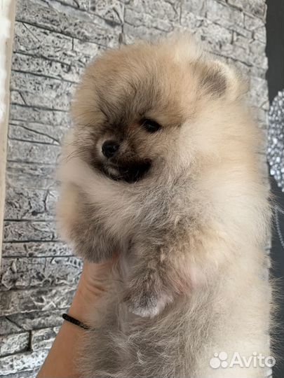 Померанский шпиц мини