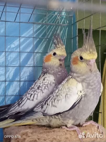 Попугай корелла птенец