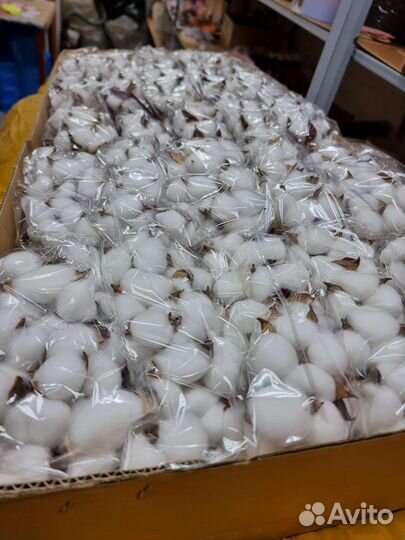 Хлопок сухоцвет для декора 10 веток