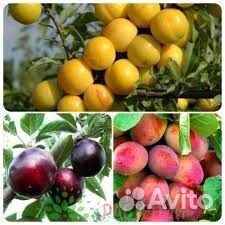 Шарафуга на Урале