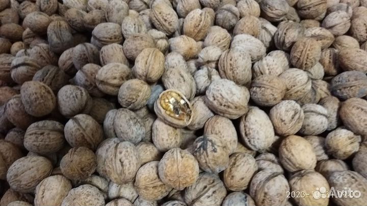 Продам грецкий орех в скорлупе