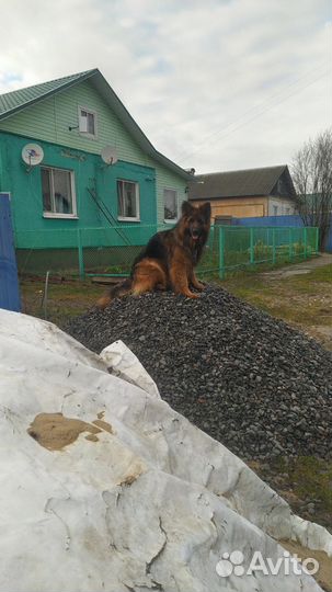 Немецкая овчарка вязка