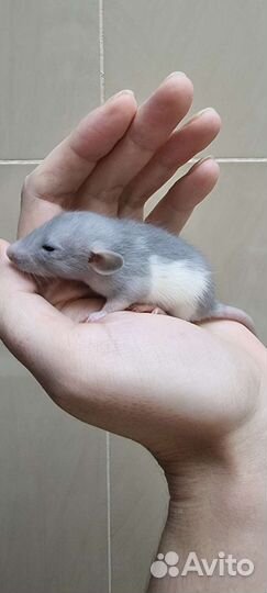 Крысята голубые крысята крысы крысята дамбо