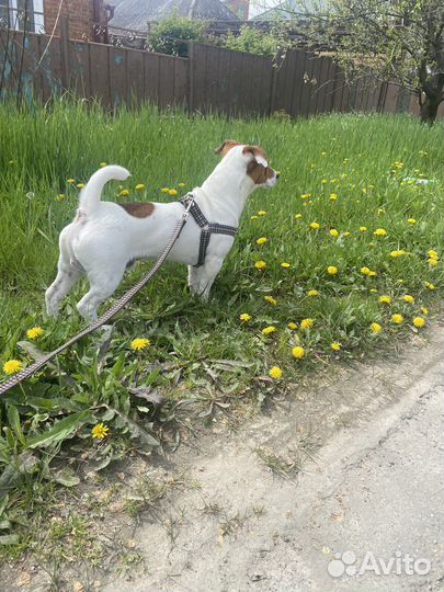 Джек Рассел терьер