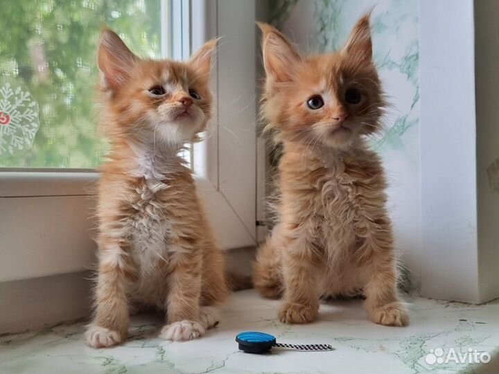 Котята мейн-кун