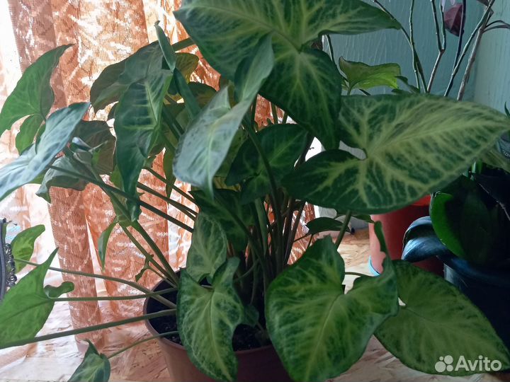 Комнатные цветы, разные