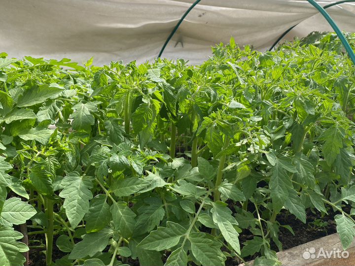 Рассада томатов перцев баклажан цветы