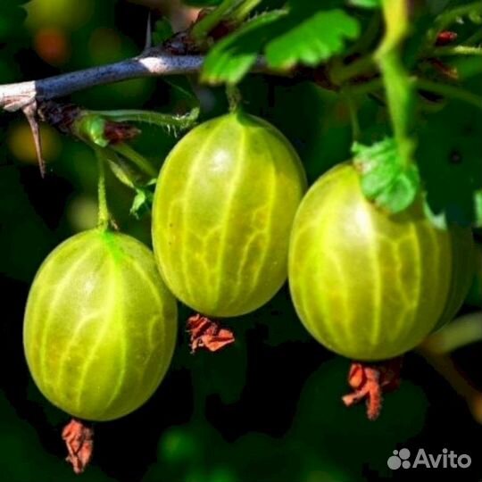 Саженцы крыжовника Малахит