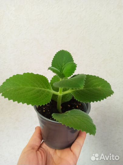 Фикус бенджамина, спатифиллум, мята