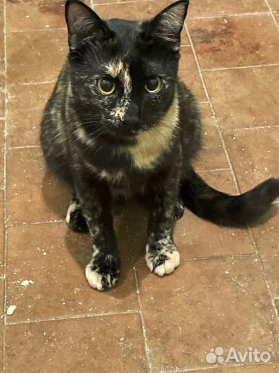 Кошка бесплатно