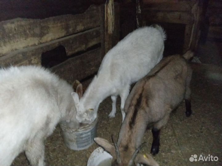 Козы