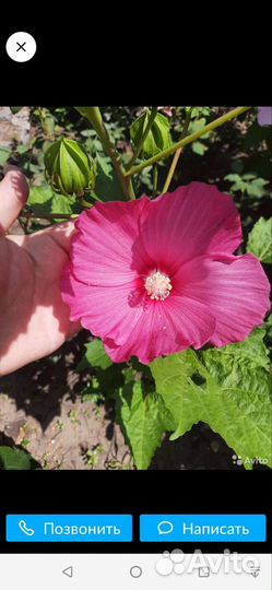 Гибискус травянистый