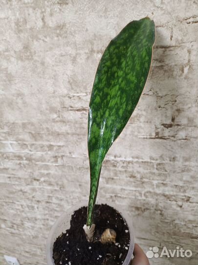 Сансевиерия масониана Виктория