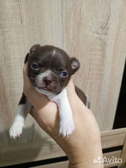 Чихуахуа шоколадный