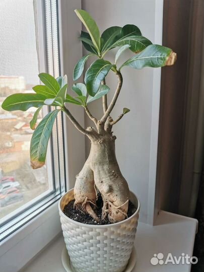 Адениум Thai socotranum