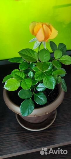 Роза комнатная