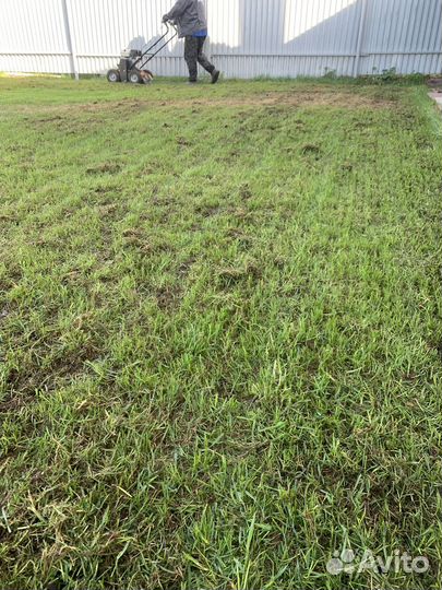 Подготовка газона к сезону, аэрация, скарификация