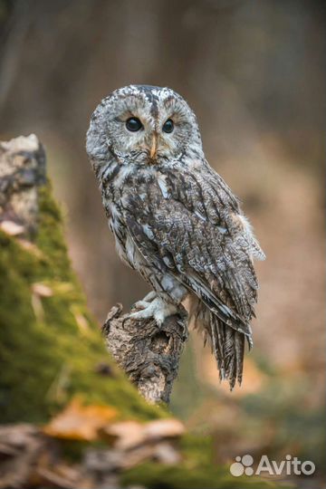 Аренда животных, змея, сова