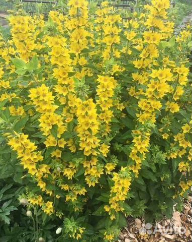 Многолетники