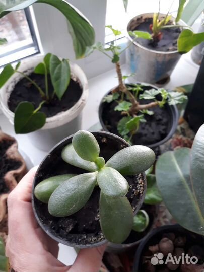 Комнатные цветы