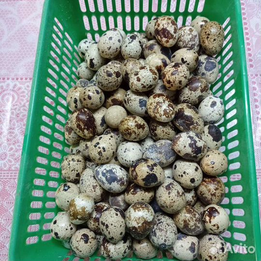 Перепелята