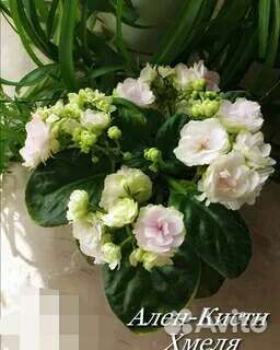 Фиалки набор №4 укорененных листов 7 разных сортов