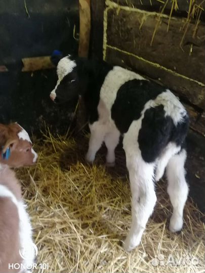 Бычки и телята