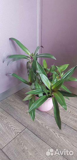 Рэо (Адамов цветок)